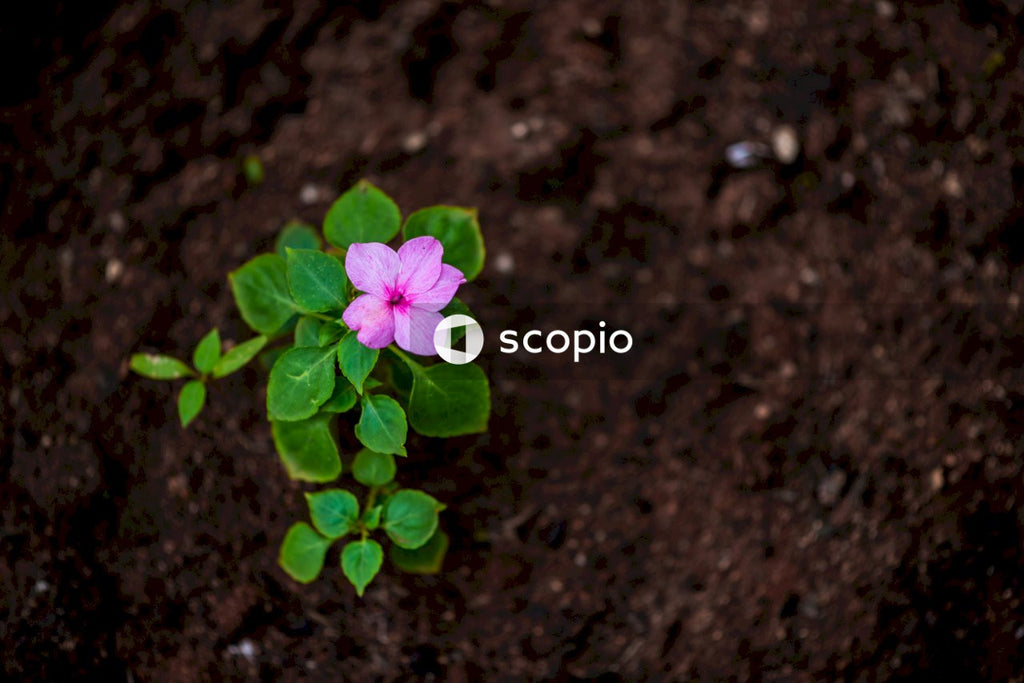 Purple flower with green leaves