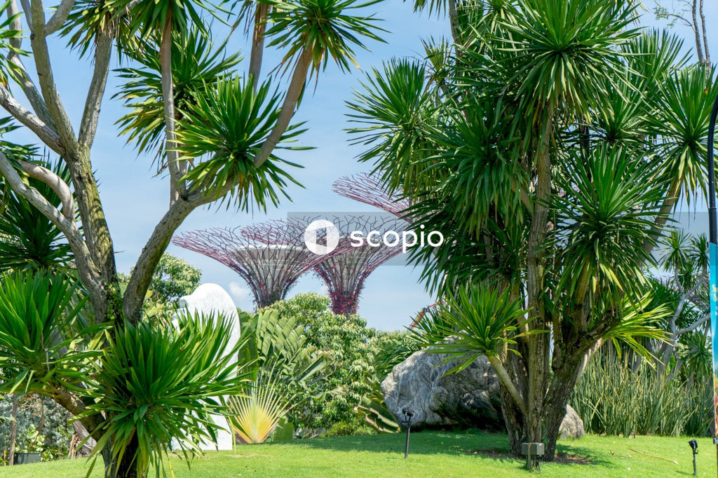 Palm trees on green grass field