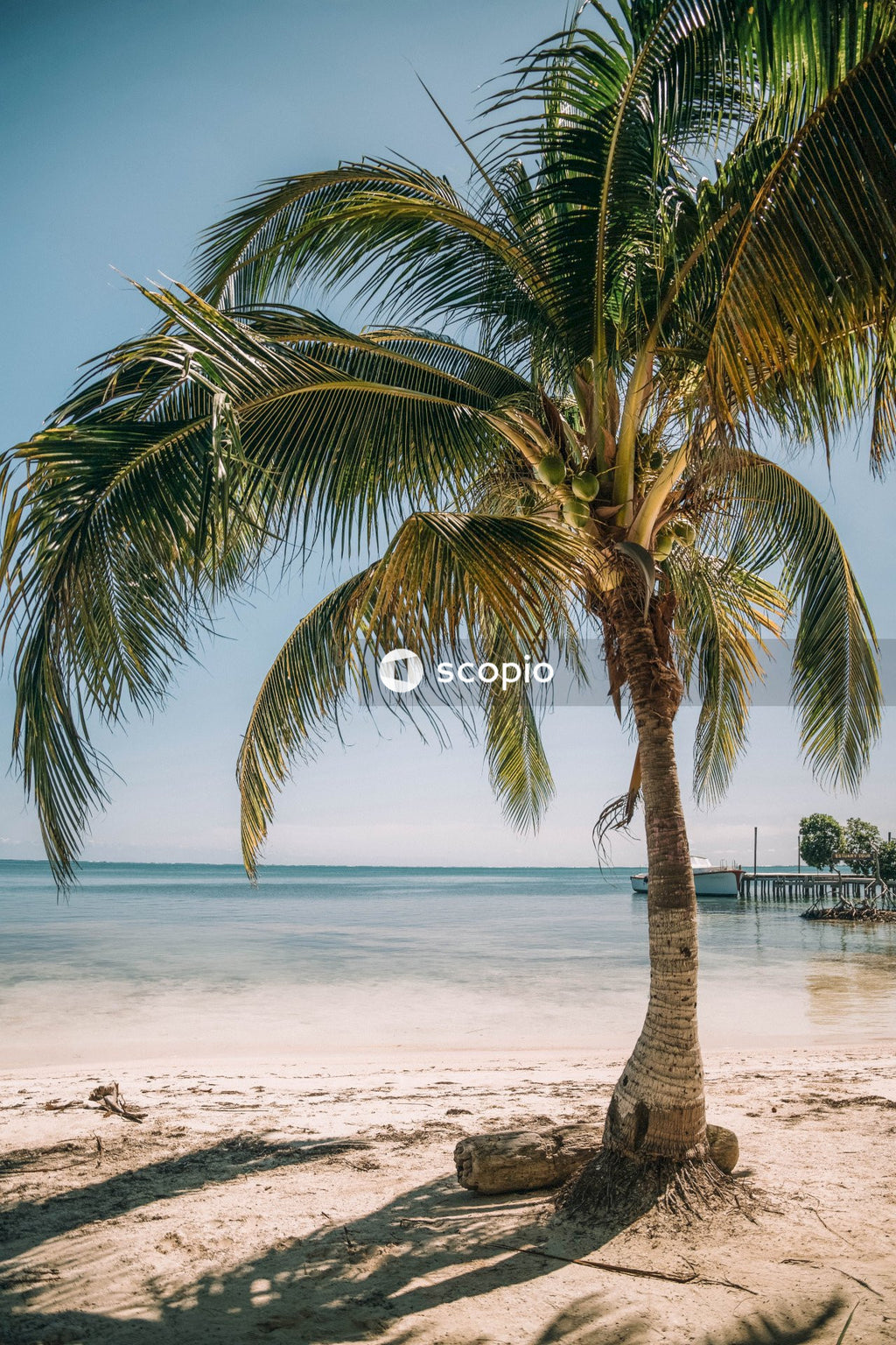 Palm tree on beach shore