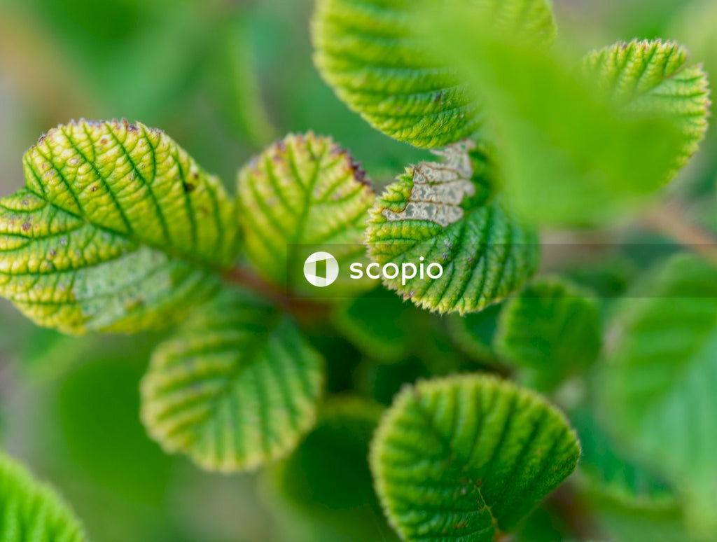 Green leaf plant in close up