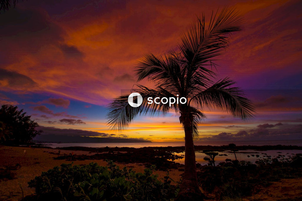 Palm tree near body of water during sunset