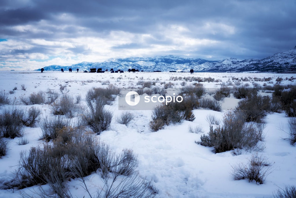 Snow covered field under cloudy sky