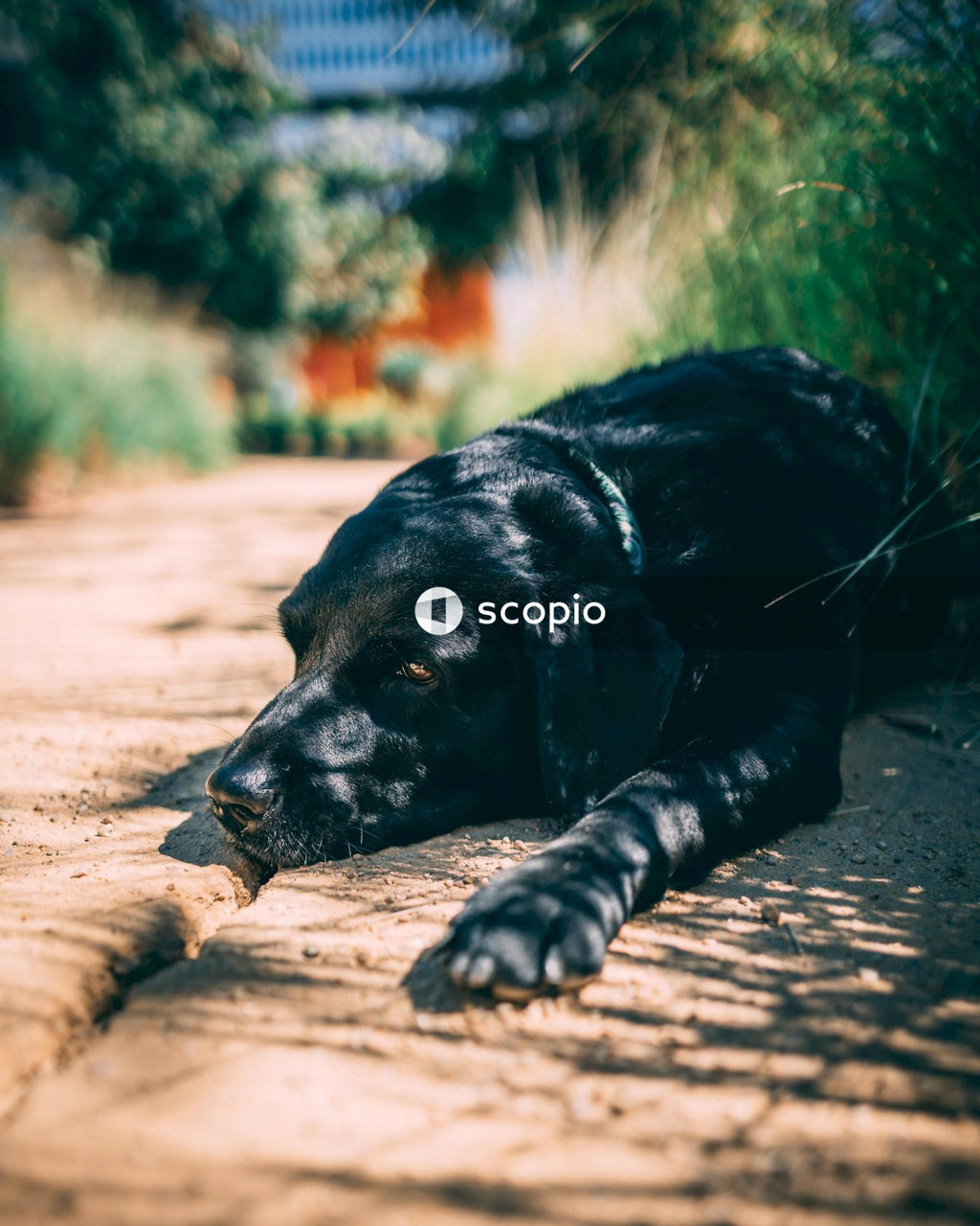 Black labrador retriever lying in sunny garden
