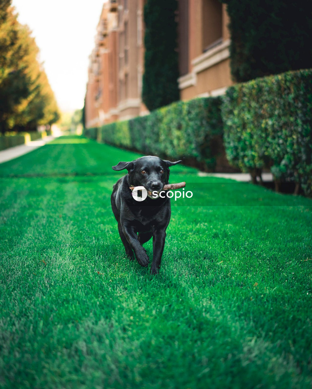 Black Labrador playing outdoor