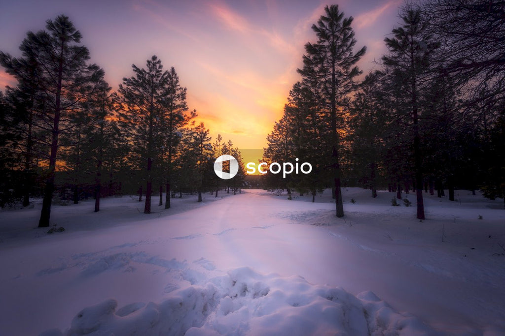 Snow covered field with trees during sunrise
