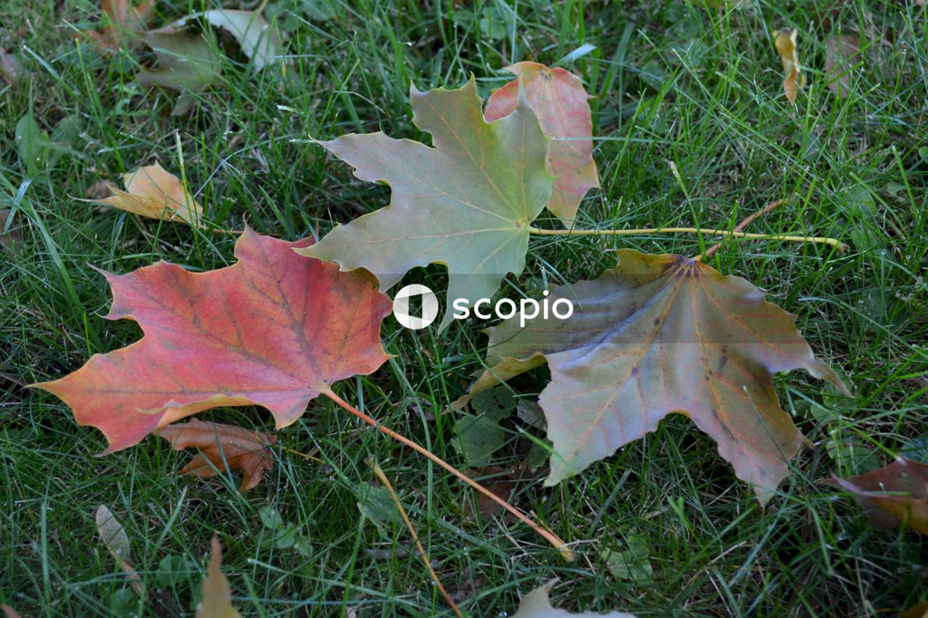 Red maple leaf on green grass