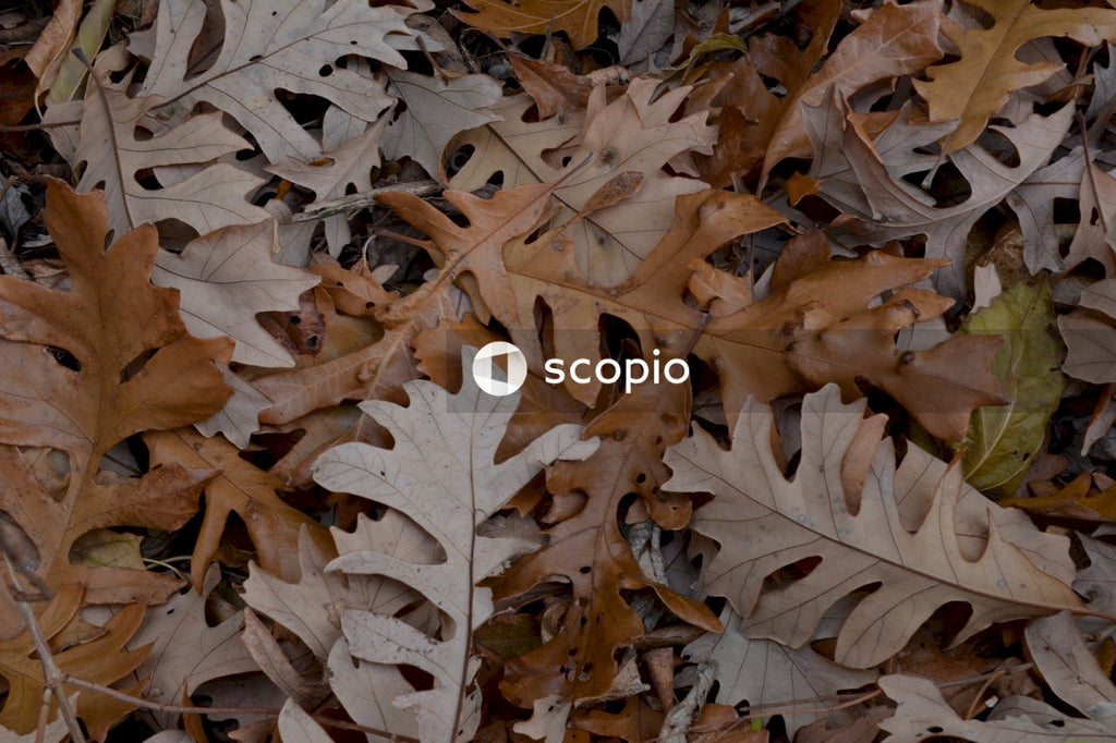 Brown dried leaves on ground