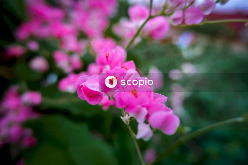 Pink flower in tilt shift lens