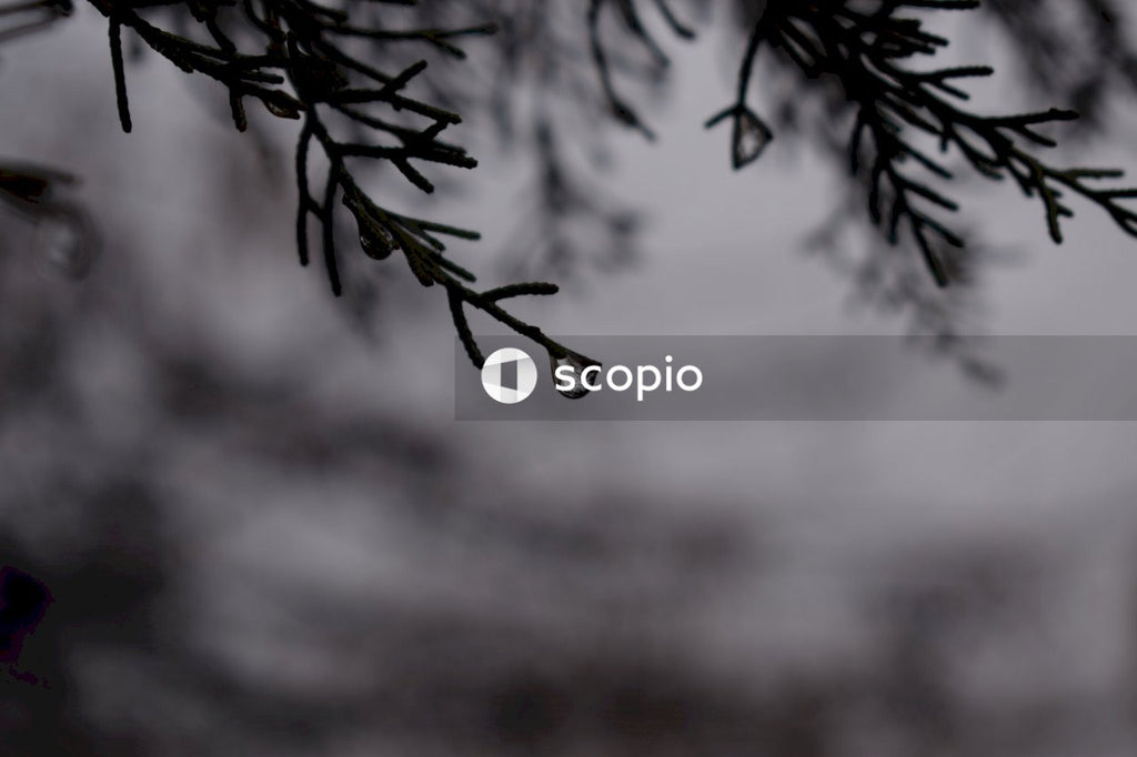 Water drop on coniferous twig