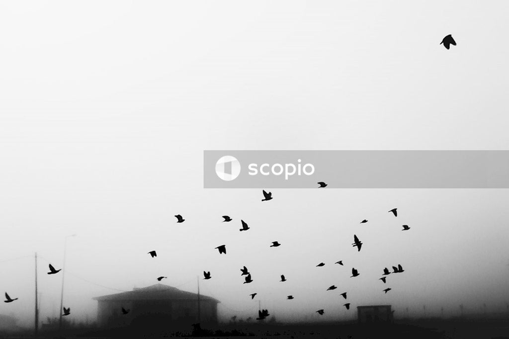 Grayscale photo of flock of birds flying