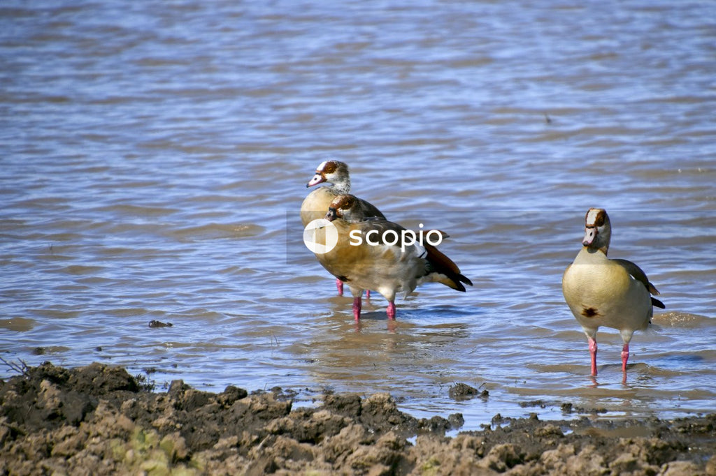 2 white and brown birds on water