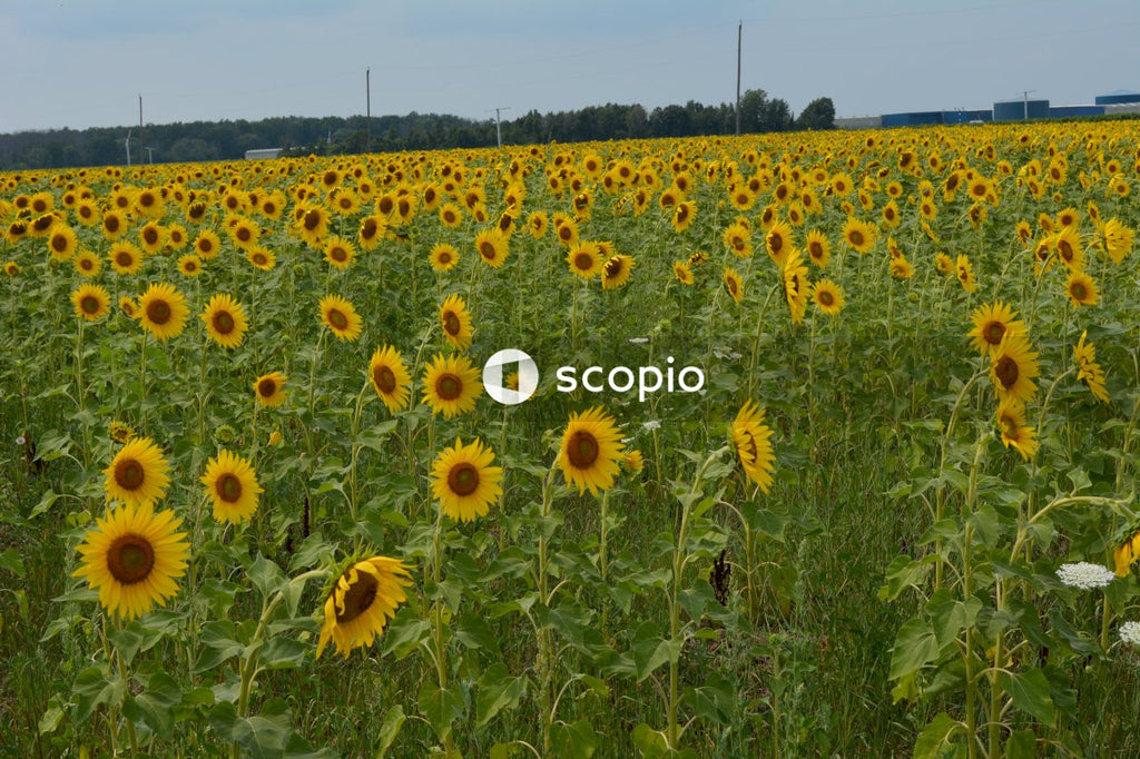 Yellow sunflower field under blue sky