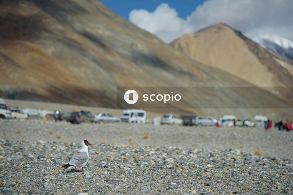 White and gray bird on gray rocky ground
