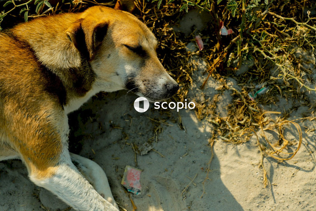 Brown and white short coated dog lying on gray sand