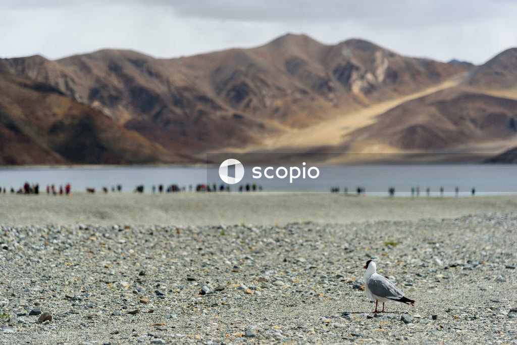 A bird on rocky ground