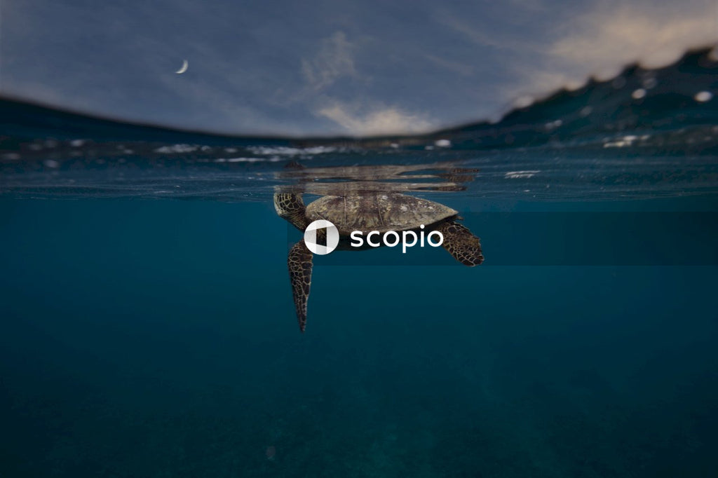 Underwater shot of turtle