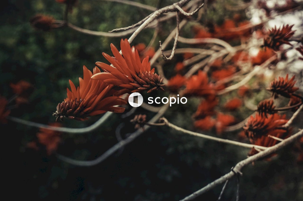 Fiery Bloom on Verdant Branch