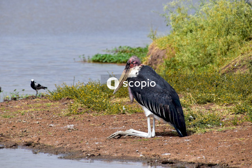 Black and white bird on brown soil near body of water