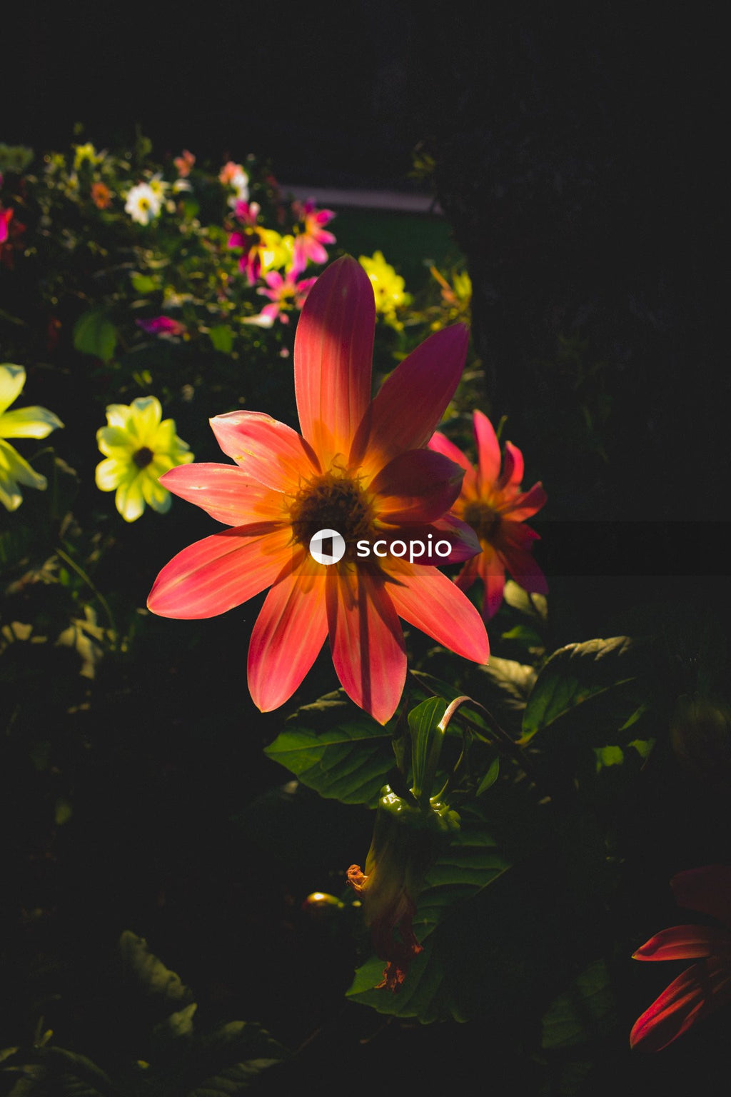Pink and yellow flower in close up