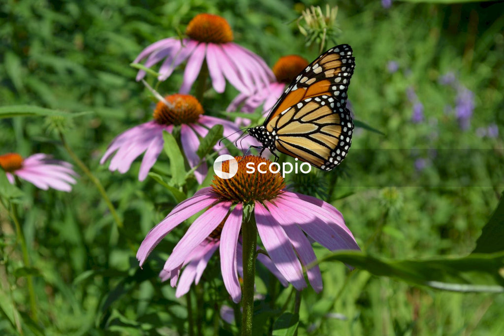 Monarch butterfly perched on pink flower in close up