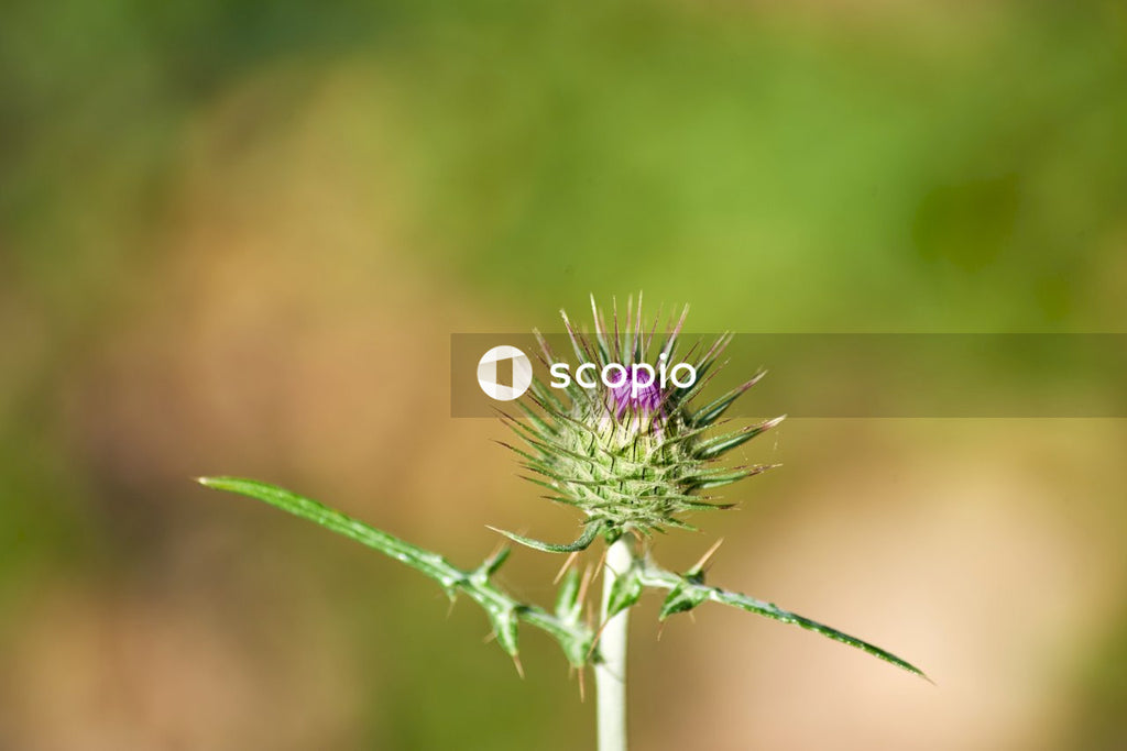 Purple flower in tilt shift lens