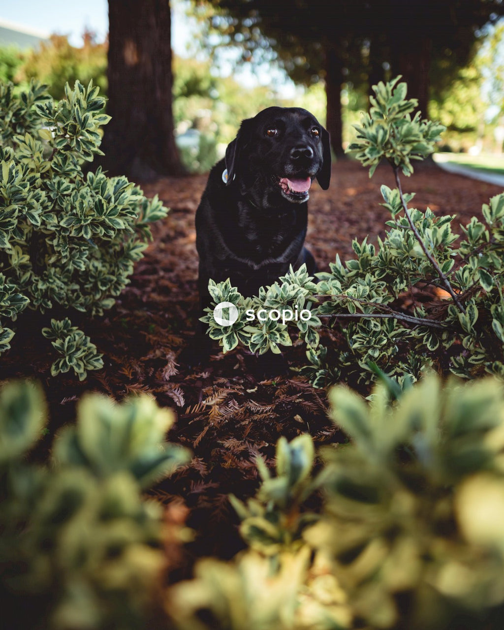 Black Labrador retriever sitting in park surrounded with plants