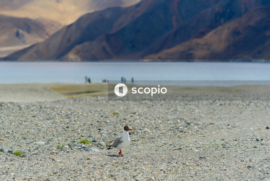 Gull walks on shore