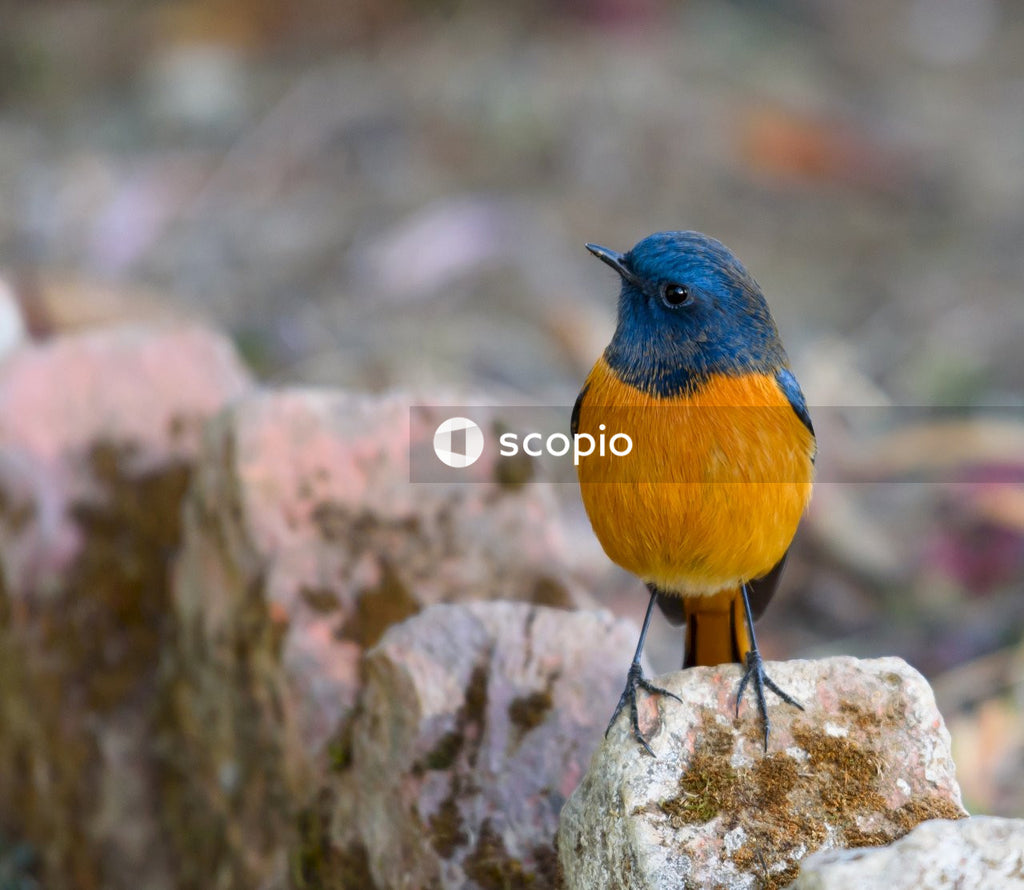 Rufous-Bellied Niltava Resting on a Roc