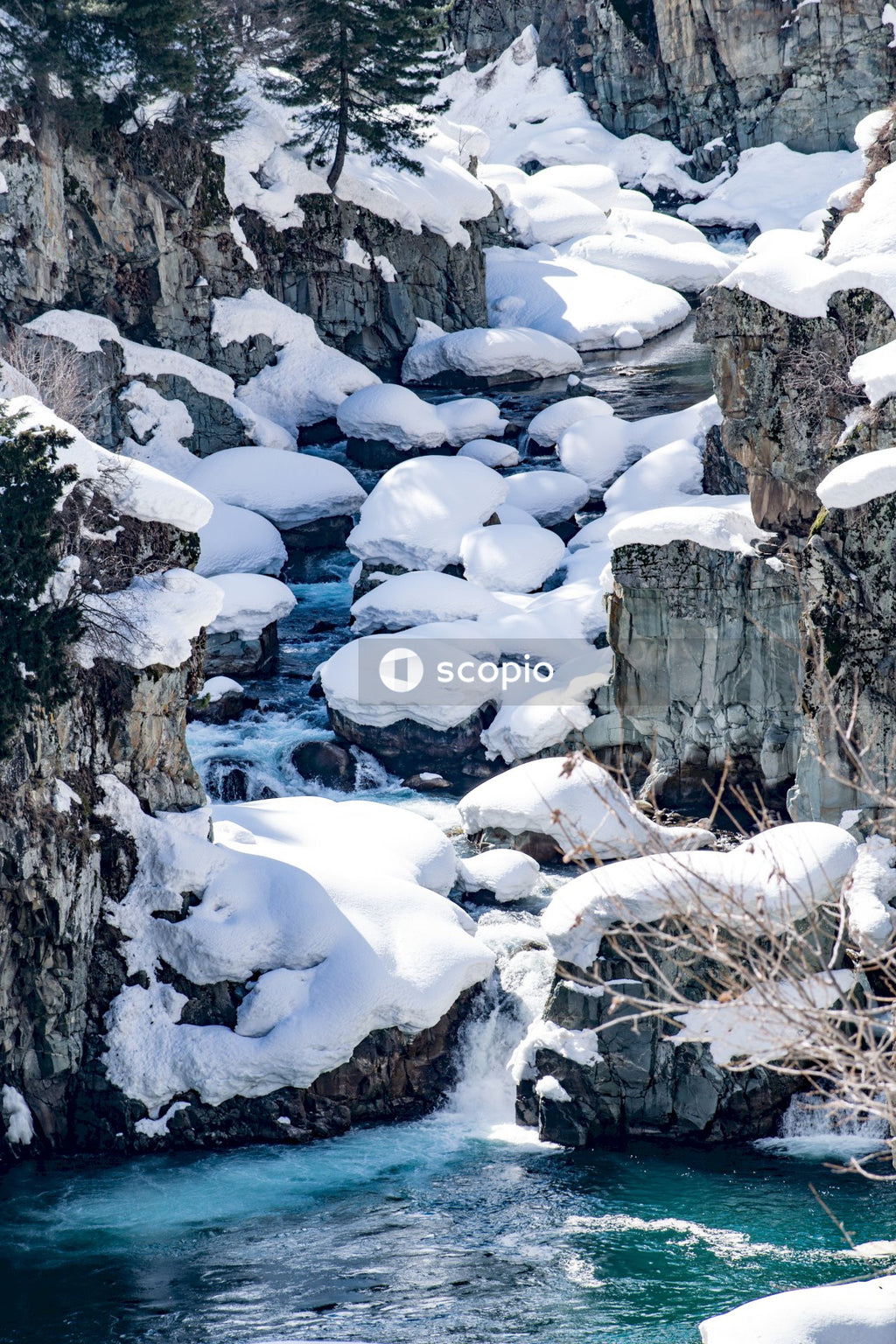 White ice on brown tree trunk