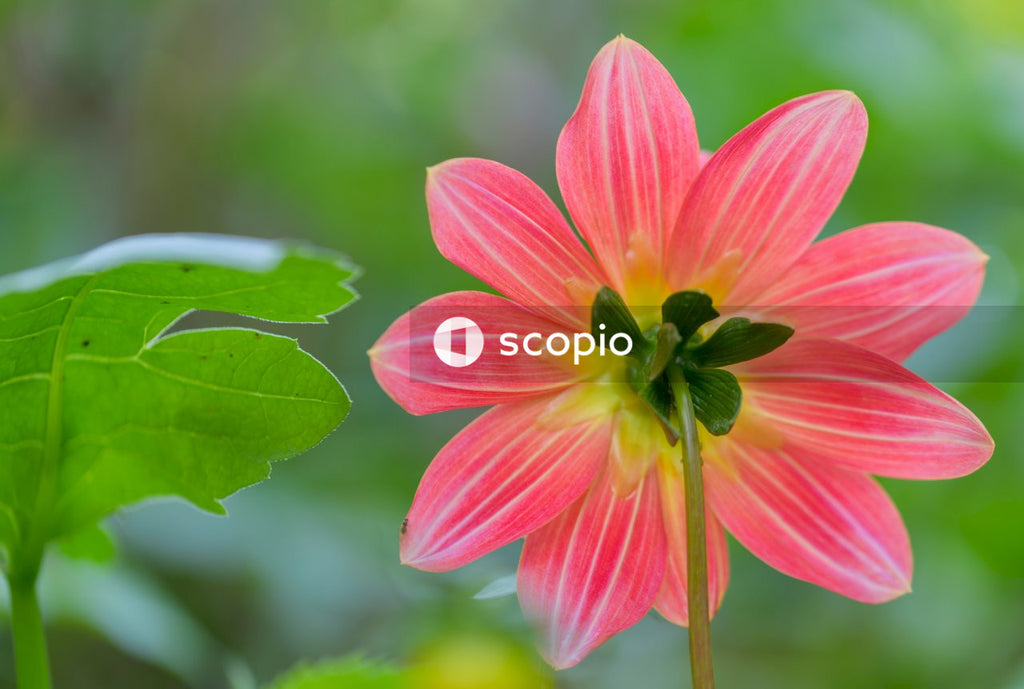 Pink and white flower in tilt shift lens