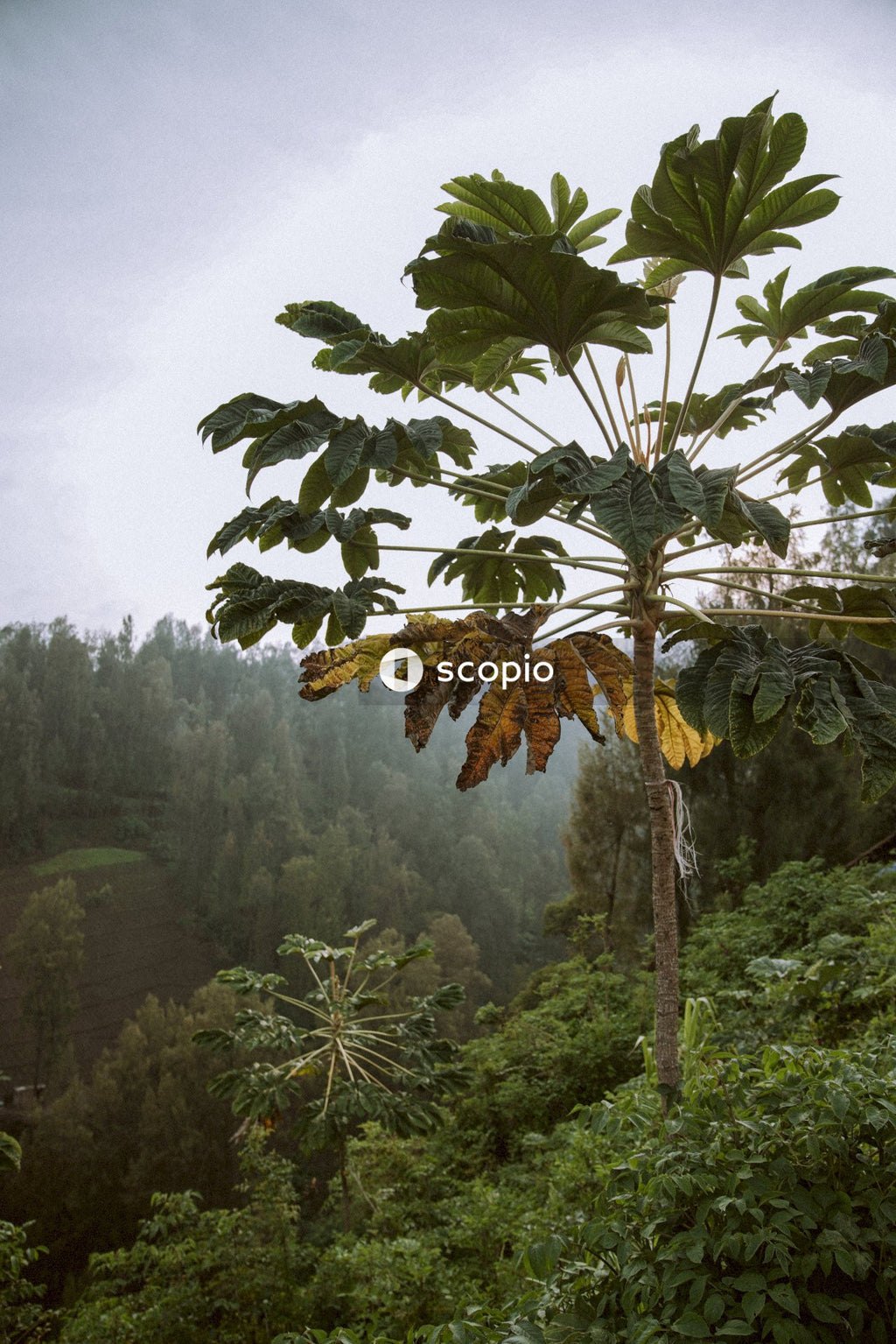 Tropical trees