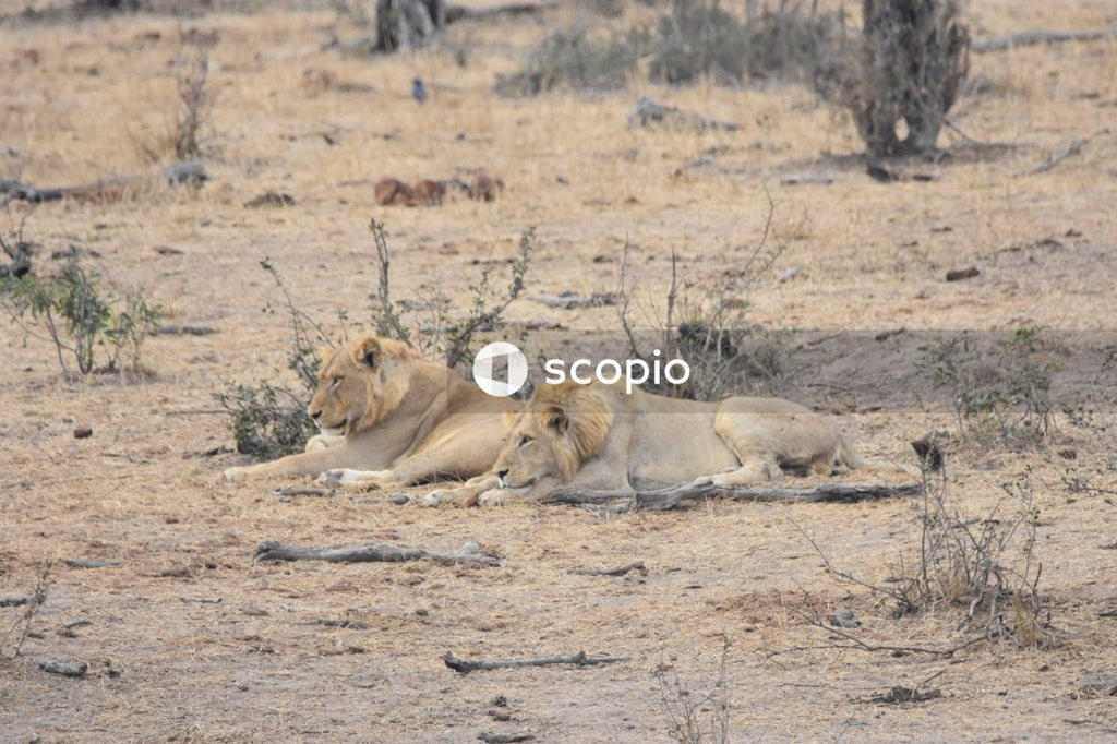 Brown lion and lioness on brown field
