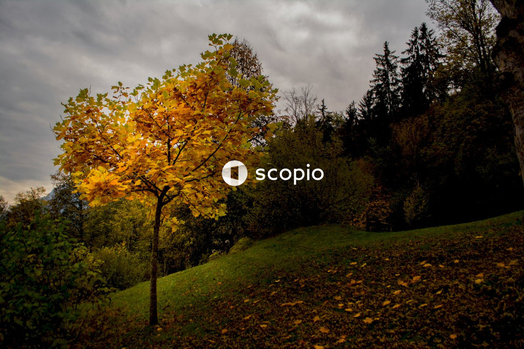 Yellow leaf trees under cloudy sky