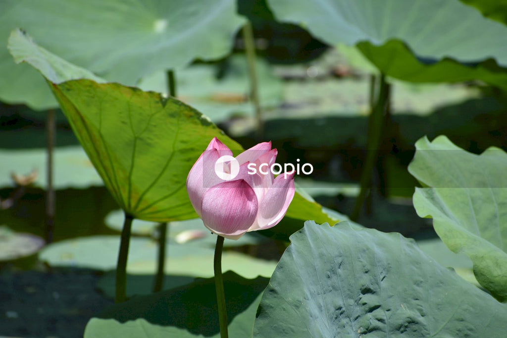 Pink lotus flower in bloom