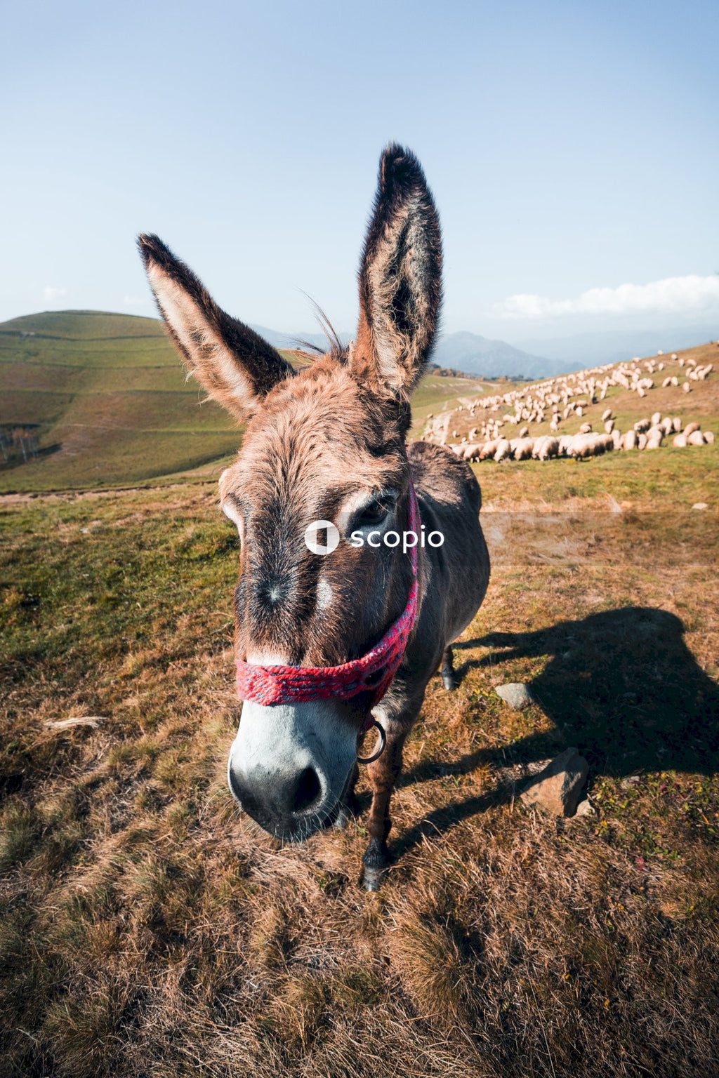 Donkey standing on mountain meadow with herd of sheep behind