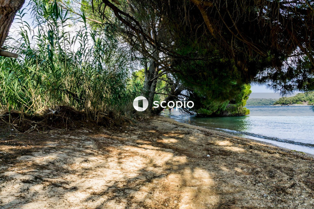 Green trees beside river