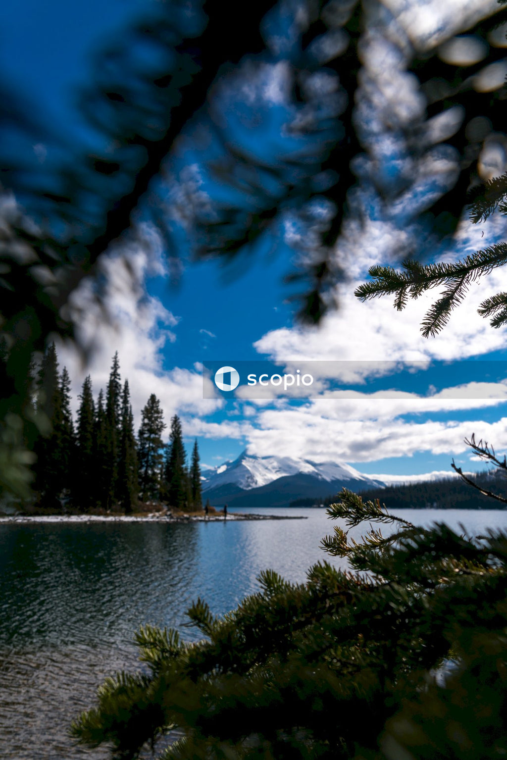 Green trees near body of water under blue sky