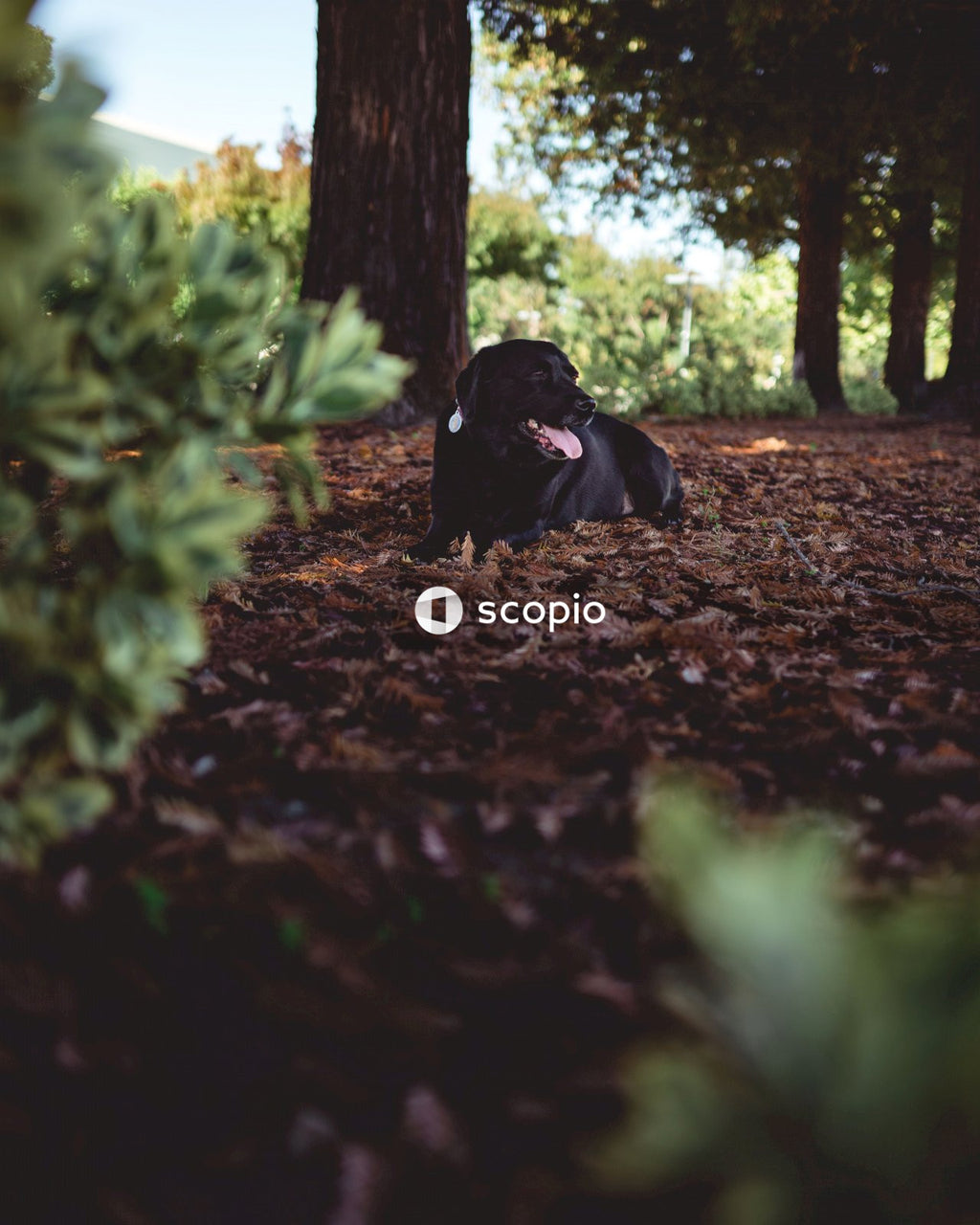 Black Labrador retriever lying in park