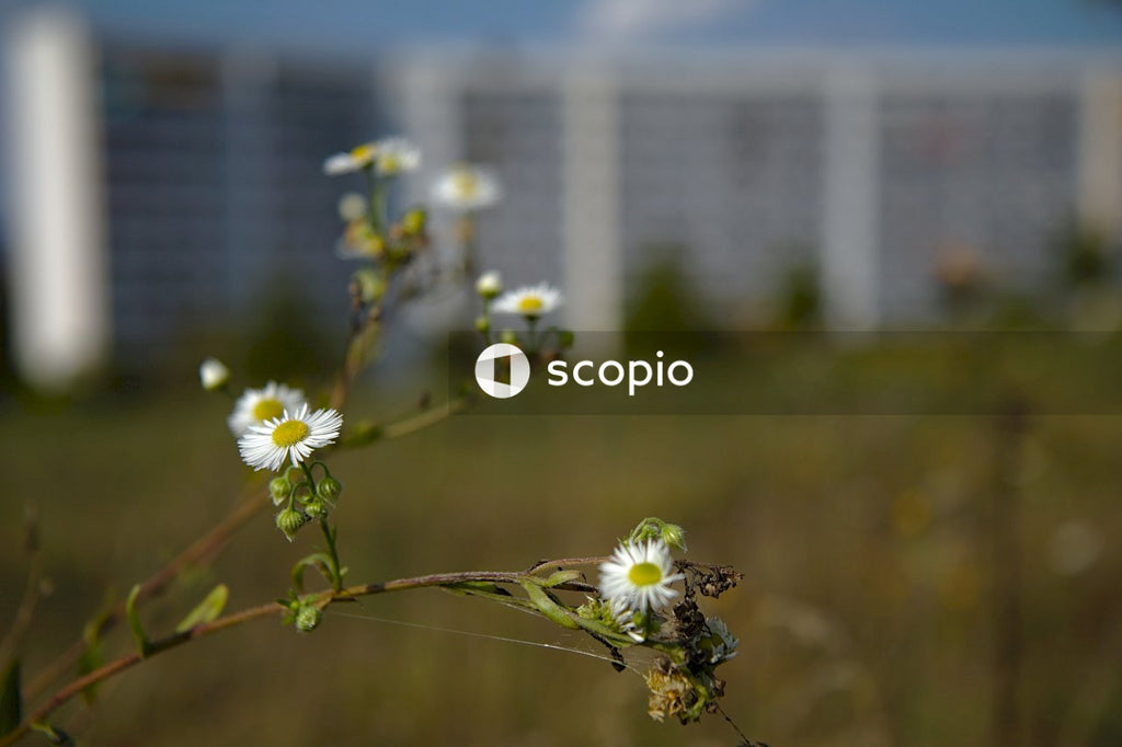 White and yellow flowers in tilt shift lens