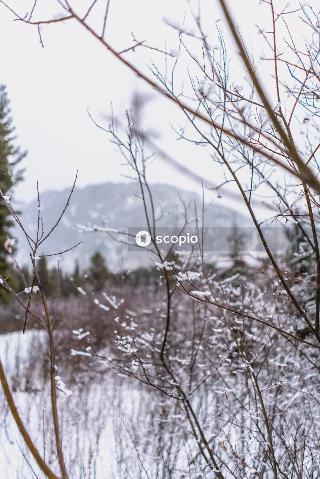 Snow covered in grass