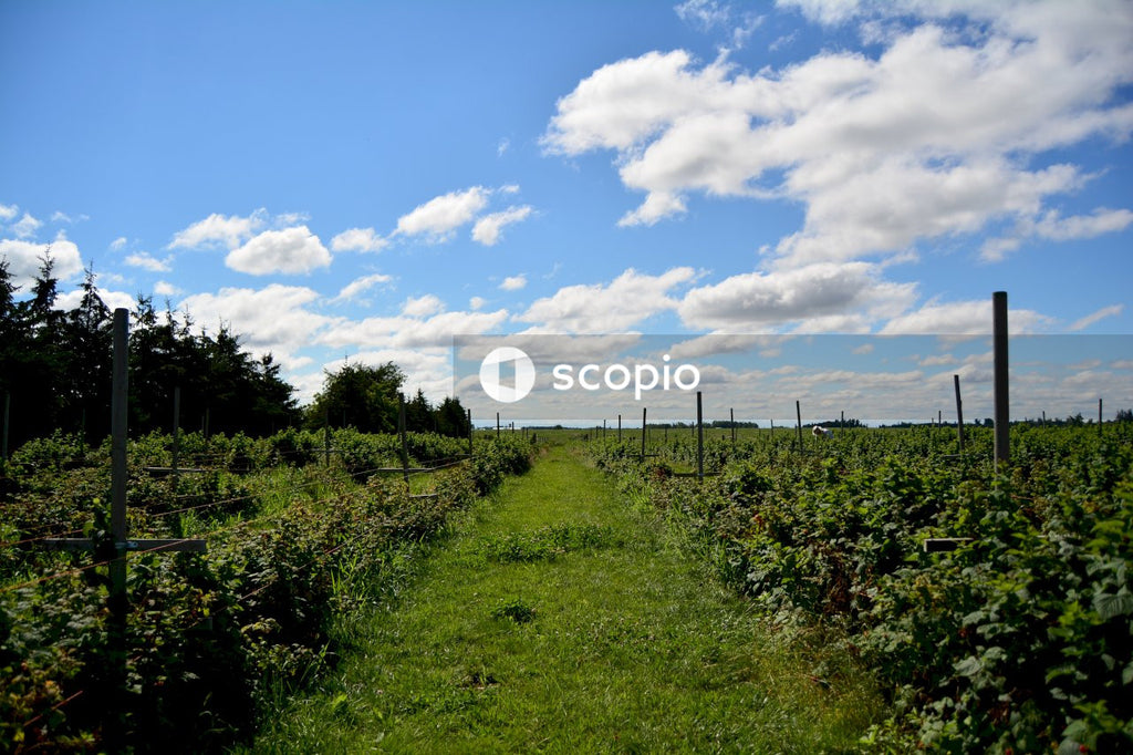 Green grass field under blue sky