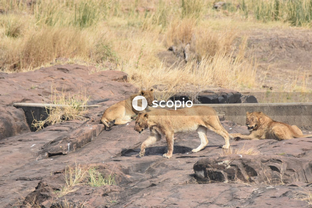 Brown lioness on brown field