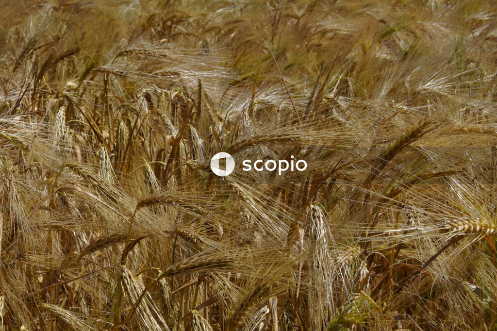 Brown wheat