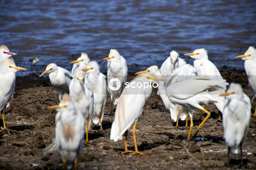 Flock of White Birds Standing on Beach at Sunset