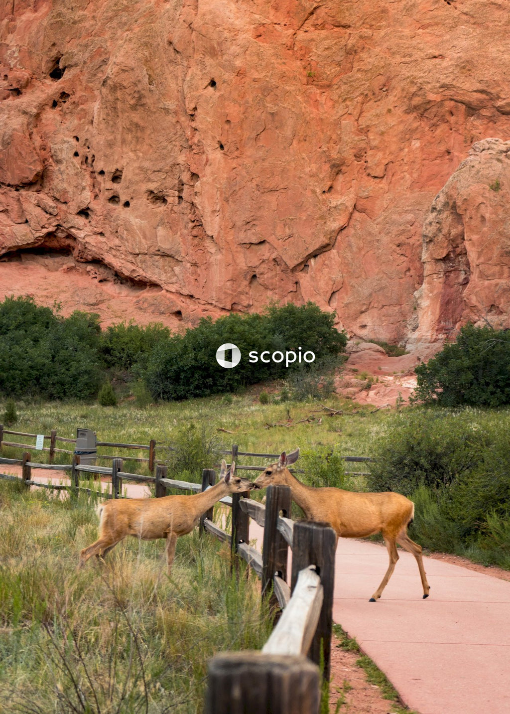 Two Roe Deer in National Park Engaging with Each Other