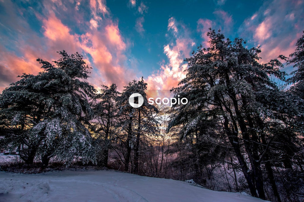 Snow covered field and trees under blue sky and white clouds
