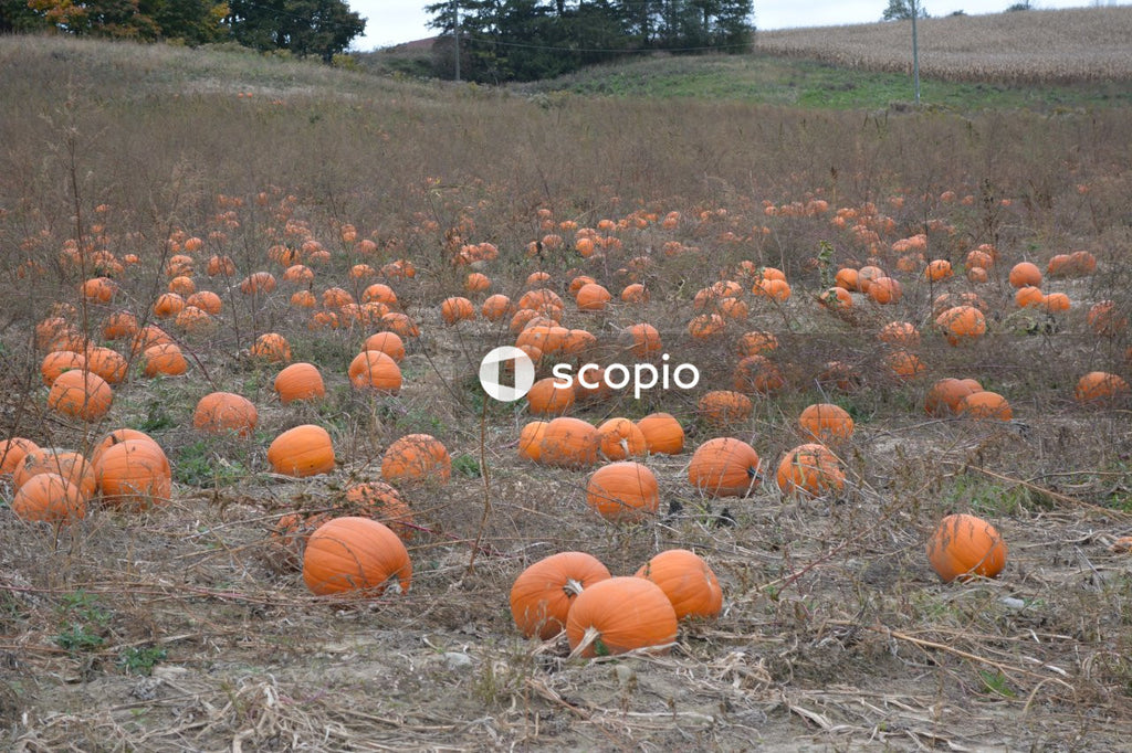 Orange pumpkins on brown grass