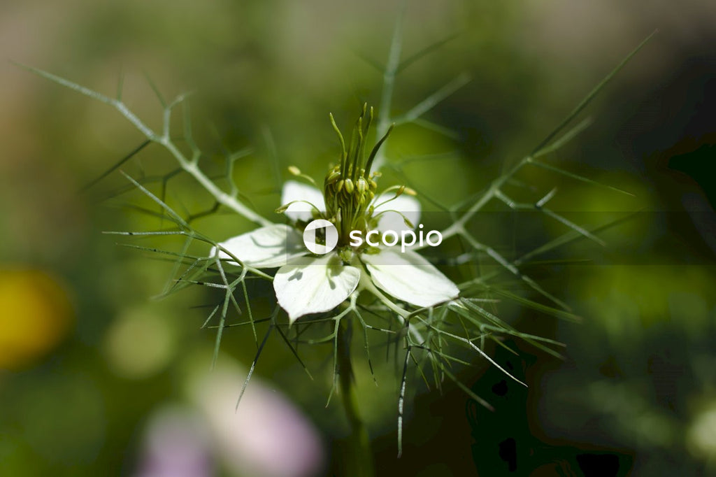 White flower in tilt shift lens