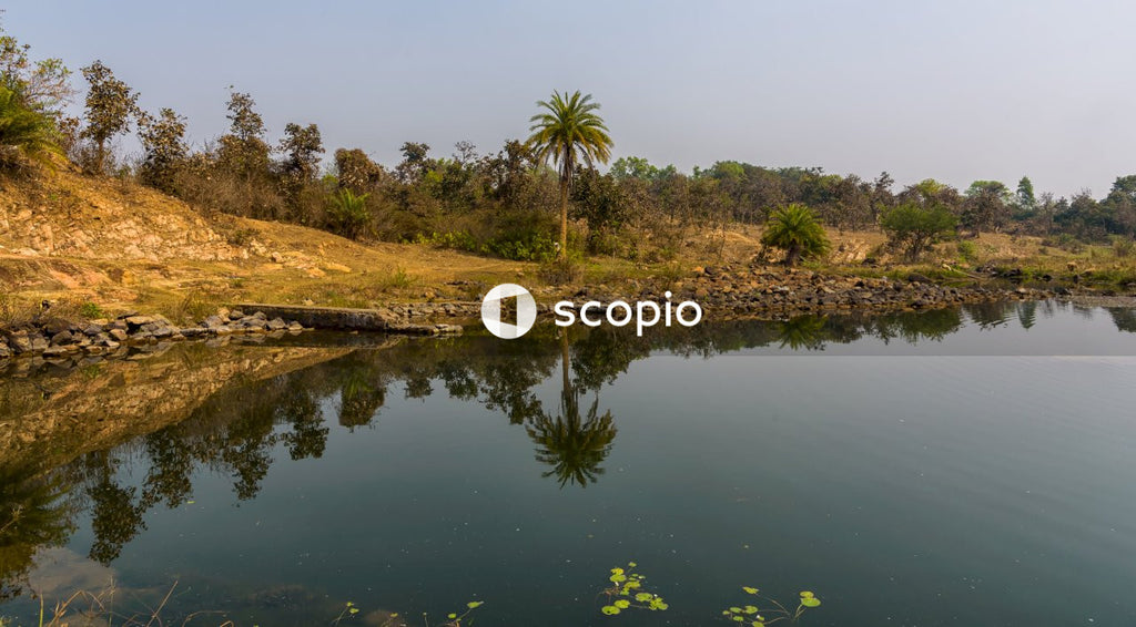 Green palm trees beside river