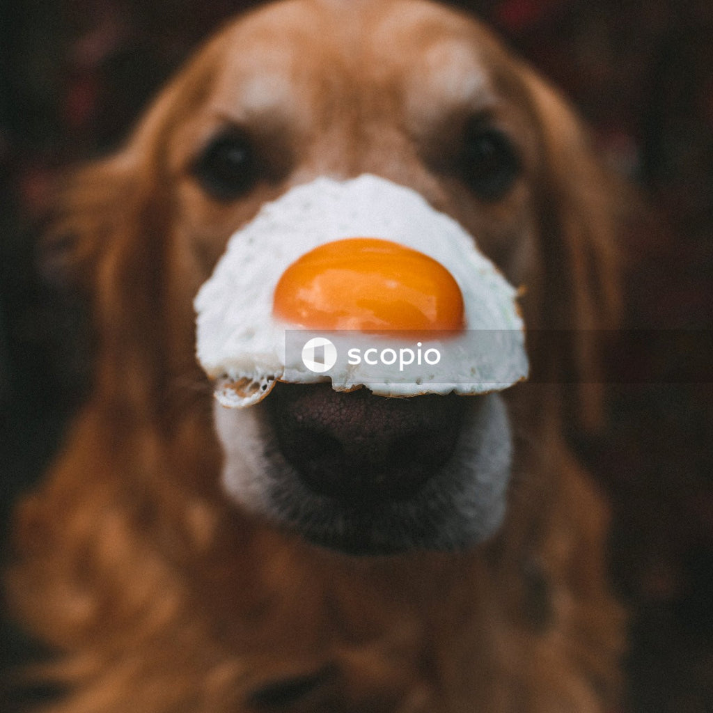 Sunny side up egg on golden retriever dog's nose
